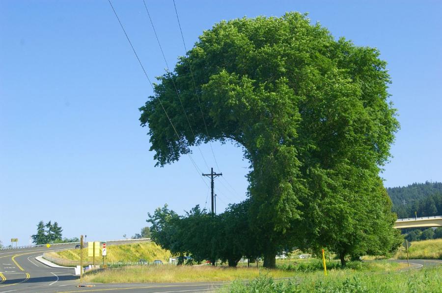 дерево