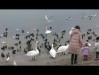 Лебеди в Феодосийском заливе