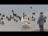 Лебеди в Феодосийском заливе