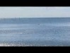 Дельфин Агатового пляжа