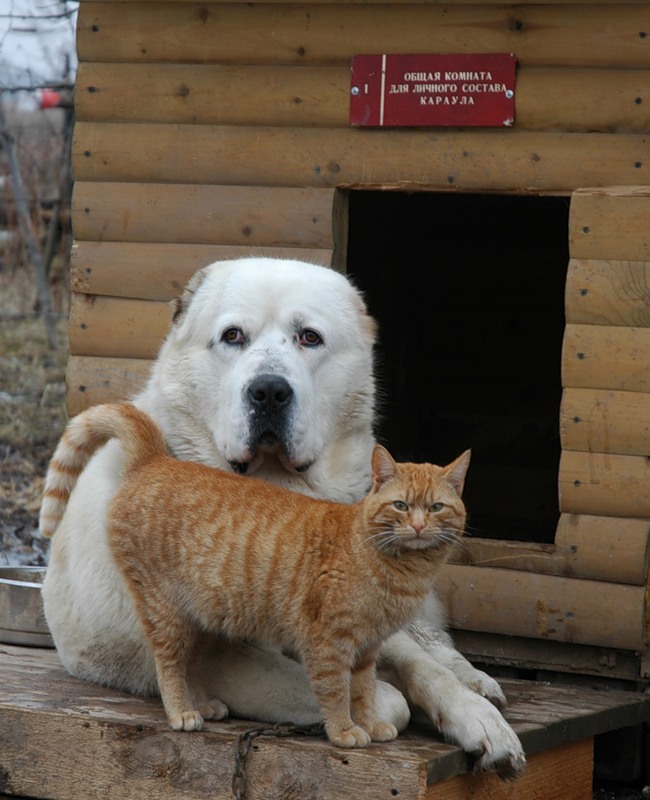 Чудесная пара