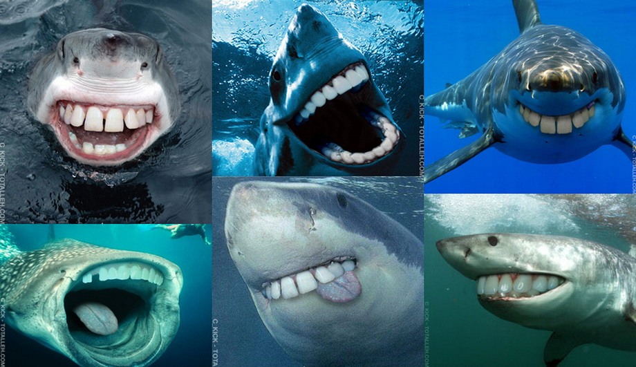 Зубастые акулы - будет смешно