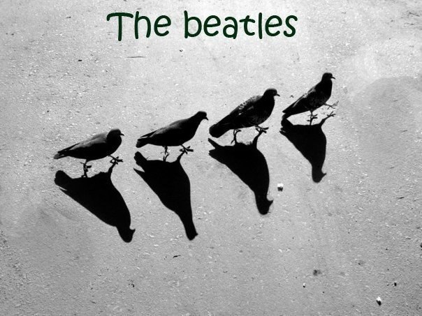 The beatles