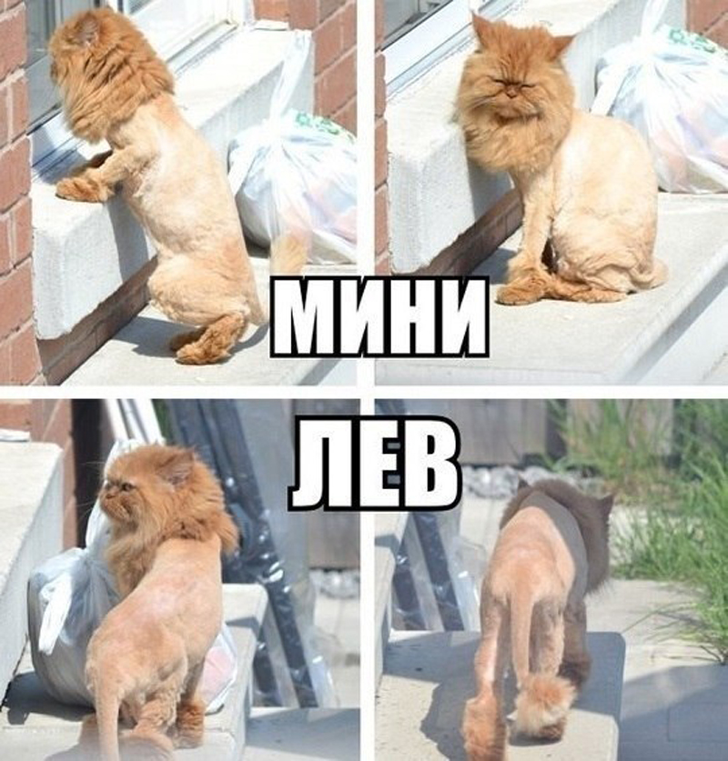 мини лев